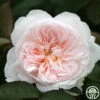 Tranquility™ -HEIRLOOM ROSES Sales tranquility 2 3