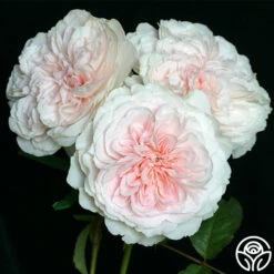 Tranquility™ -HEIRLOOM ROSES Sales tranquility 3 2
