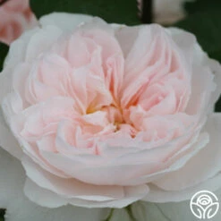 Tranquility™ -HEIRLOOM ROSES Sales tranquility 4 2