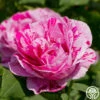 Tricolore De Flandre -HEIRLOOM ROSES Sales tricolore de flandre 1