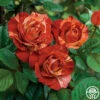 Tropical Lightning 1 Tropical Lightning -HEIRLOOM ROSES Sales tropical lightning