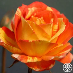 Tropical Sunset -HEIRLOOM ROSES Sales tropical sunset 1 7