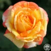Tropical Sunset -HEIRLOOM ROSES Sales tropical sunset 3 2