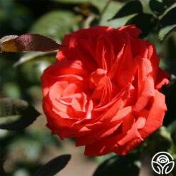 Tropicana -HEIRLOOM ROSES Sales tropicana 3 2