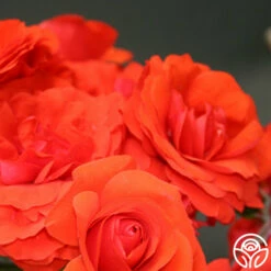 Trumpeter -HEIRLOOM ROSES Sales trumpeter 1