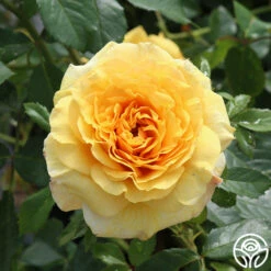 Sunbelt® Tupelo Honey™ 7 Sunbelt® Tupelo Honey™ -HEIRLOOM ROSES Sales tupelo honey 3 1 1