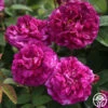 Tuscany Superb 2 Tuscany Superb -HEIRLOOM ROSES Sales tuscany superb 3 1 1