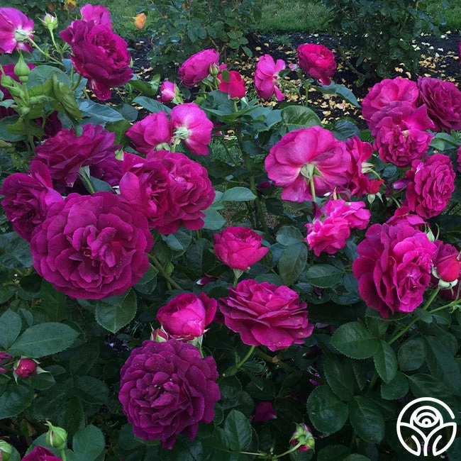 Twilight Zone 8 Twilight Zone - Image 6