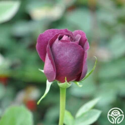 Twilight Zone 20 Twilight Zone -HEIRLOOM ROSES Sales twilight zone 18