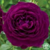 Twilight Zone -HEIRLOOM ROSES Sales twilight zone 2