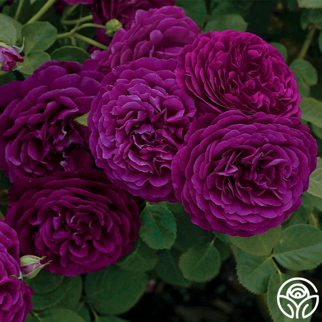 Twilight Zone 4 Twilight Zone - Image 2