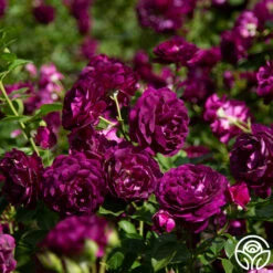 Twilight Zone 15 Twilight Zone -HEIRLOOM ROSES Sales twilight zone 7