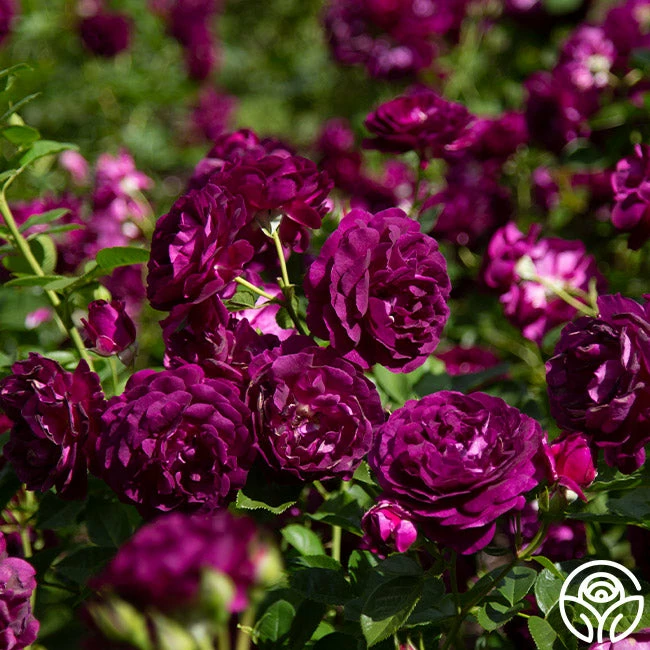 Twilight Zone 6 Twilight Zone - Image 4