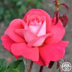 Typhoo Tea -HEIRLOOM ROSES Sales typhoo tea 3 1