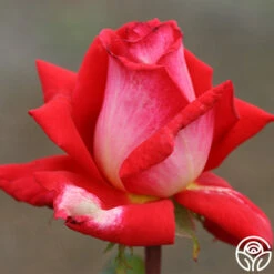 Typhoo Tea -HEIRLOOM ROSES Sales typhoo tea 4 1