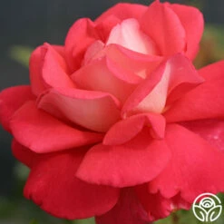 Typhoo Tea -HEIRLOOM ROSES Sales typhoo tea 6