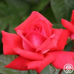 Typhoo Tea -HEIRLOOM ROSES Sales typhoo tea 7