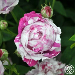 Variegata Di Bologna -HEIRLOOM ROSES Sales variegata di bologna 2 1 1