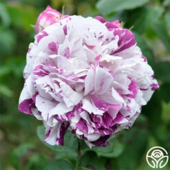 Variegata Di Bologna -HEIRLOOM ROSES Sales variegata di bologna 3 2