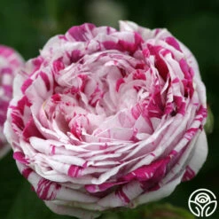 Variegata Di Bologna