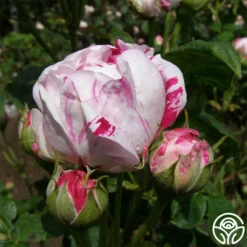 Variegata Di Bologna -HEIRLOOM ROSES Sales variegata di bologna 6