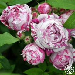 Variegata Di Bologna -HEIRLOOM ROSES Sales variegata di bologna 8