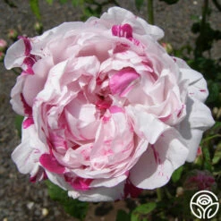 Variegata Di Bologna -HEIRLOOM ROSES Sales variegata di bologna 9