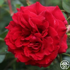 Velvet Fragrance -HEIRLOOM ROSES Sales velvet fragrance 1 1