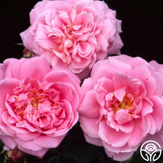 Viking Queen 4 Viking Queen - Image 2