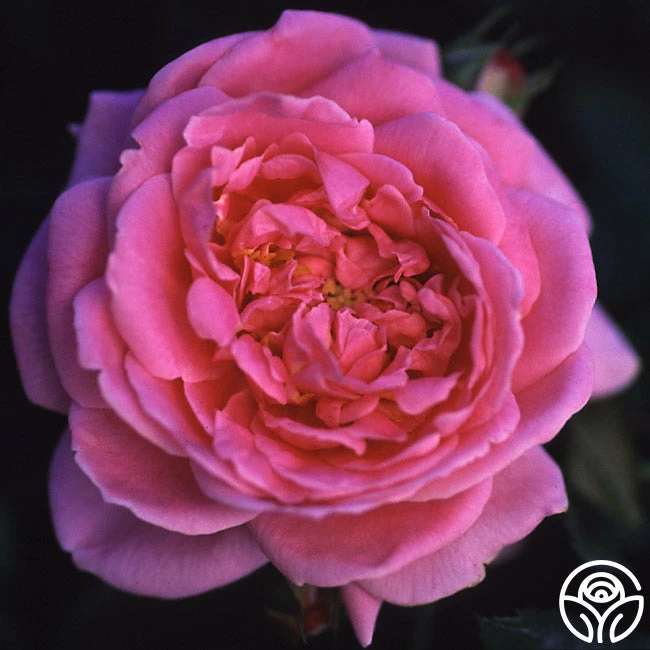 Viking Queen 5 Viking Queen - Image 3