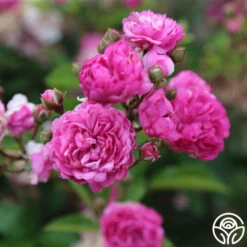 Vineyard Song -HEIRLOOM ROSES Sales vineyard song 3 4