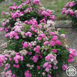 Vineyard Song -HEIRLOOM ROSES Sales vineyard song 4 4