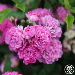 Vineyard Song -HEIRLOOM ROSES Sales vineyard song 5