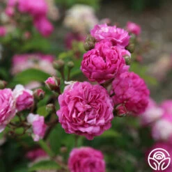 Vineyard Song -HEIRLOOM ROSES Sales vineyard song 6