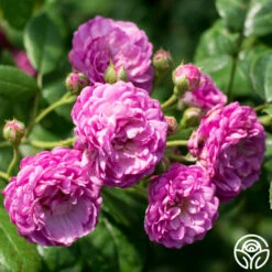 Vineyard Song -HEIRLOOM ROSES Sales vineyard song 8