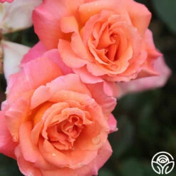Voodoo™ 9 Voodoo™ -HEIRLOOM ROSES Sales voodoo 3 8