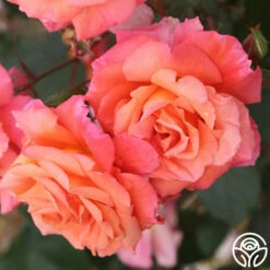 Voodoo™ 10 Voodoo™ -HEIRLOOM ROSES Sales voodoo 4 8