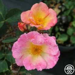 Watercolors Home Run® 11 Watercolors Home Run® -HEIRLOOM ROSES Sales watercolor homerun 1