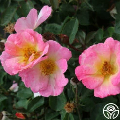 Watercolors Home Run® 12 Watercolors Home Run® -HEIRLOOM ROSES Sales watercolor homerun 2