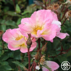 Watercolors Home Run® 13 Watercolors Home Run® -HEIRLOOM ROSES Sales watercolor homerun 3