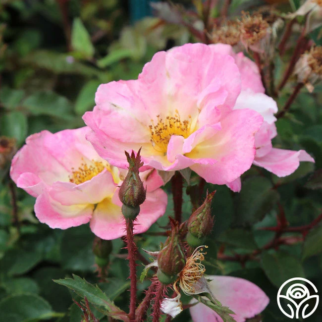 Watercolors Home Run® 7 Watercolors Home Run® - Image 5