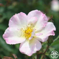 Watercolors Home Run® 14 Watercolors Home Run® -HEIRLOOM ROSES Sales watercolor homerun 4