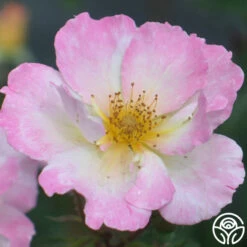 Watercolors Home Run® 15 Watercolors Home Run® -HEIRLOOM ROSES Sales watercolor homerun 5