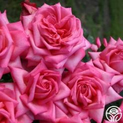 Eleganza® Wedding Bells™ -HEIRLOOM ROSES Sales wedding bells 3 2