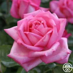 Eleganza® Wedding Bells™ -HEIRLOOM ROSES Sales wedding bells 4