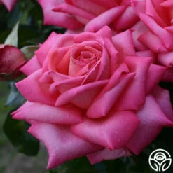 Eleganza® Wedding Bells™ -HEIRLOOM ROSES Sales wedding bells 5