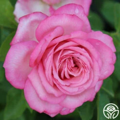 Eleganza® Wedding Bells™ -HEIRLOOM ROSES Sales wedding bells 6