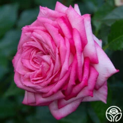 Eleganza® Wedding Bells™ -HEIRLOOM ROSES Sales wedding bells 7