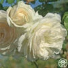 Wedding Garland -HEIRLOOM ROSES Sales wedding garland 1