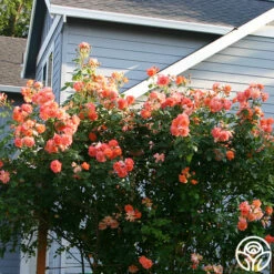 Westerland™ -HEIRLOOM ROSES Sales westerland 10